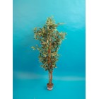 Ficus grün/weiß 150cm